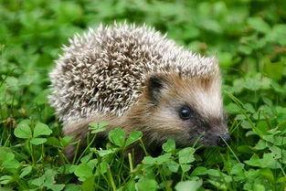 动物爆料可爱刺猬视频